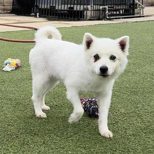 Angelo, a ADOPTABLE American Eskimo Dog in Houston, TX image 2/6