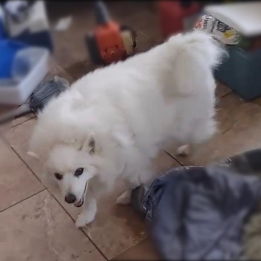 Enlarge Angelo, a ADOPTABLE American Eskimo Dog in Houston, TX image 4/6