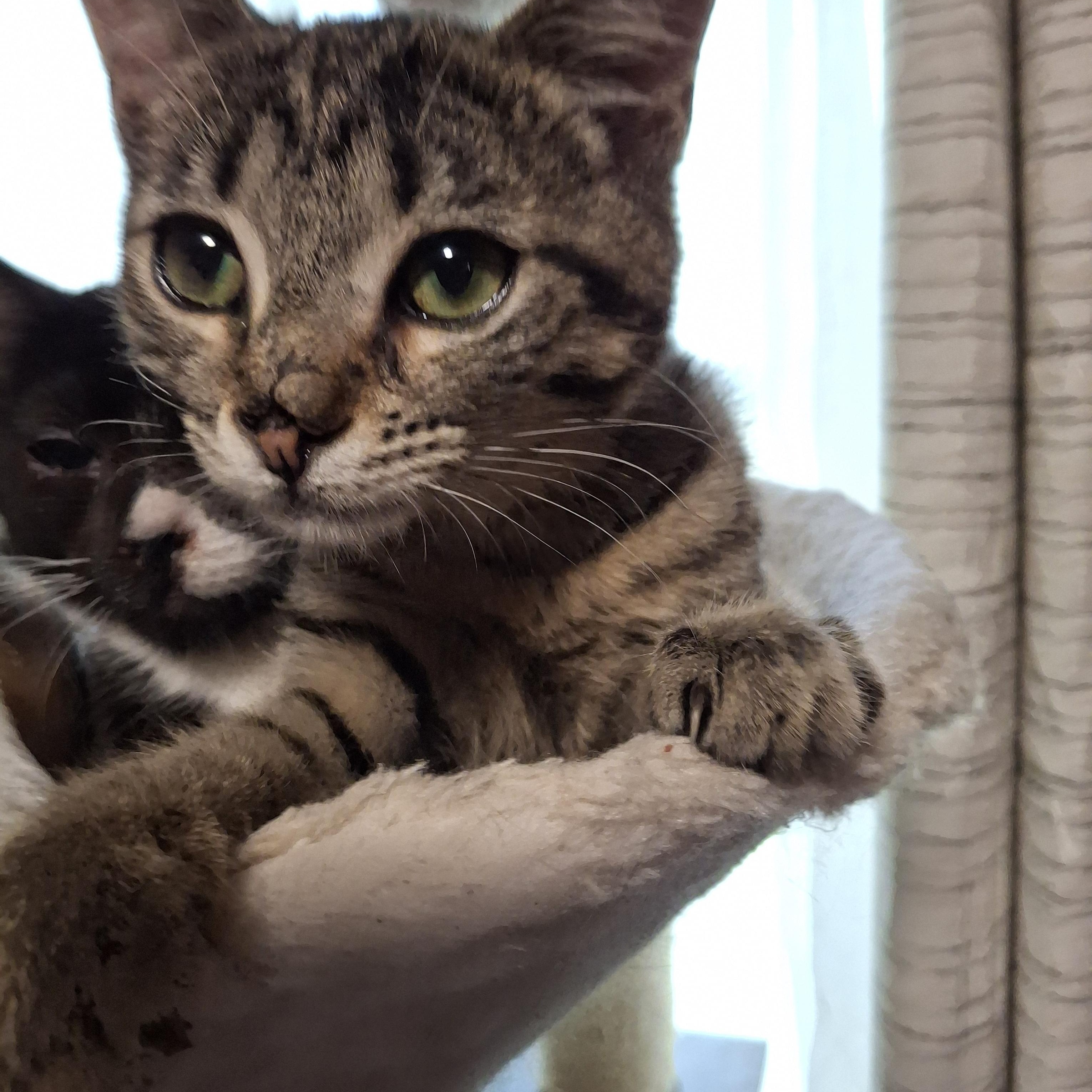Vroom Vroom, Adoptable, Kitten Female Tabby.