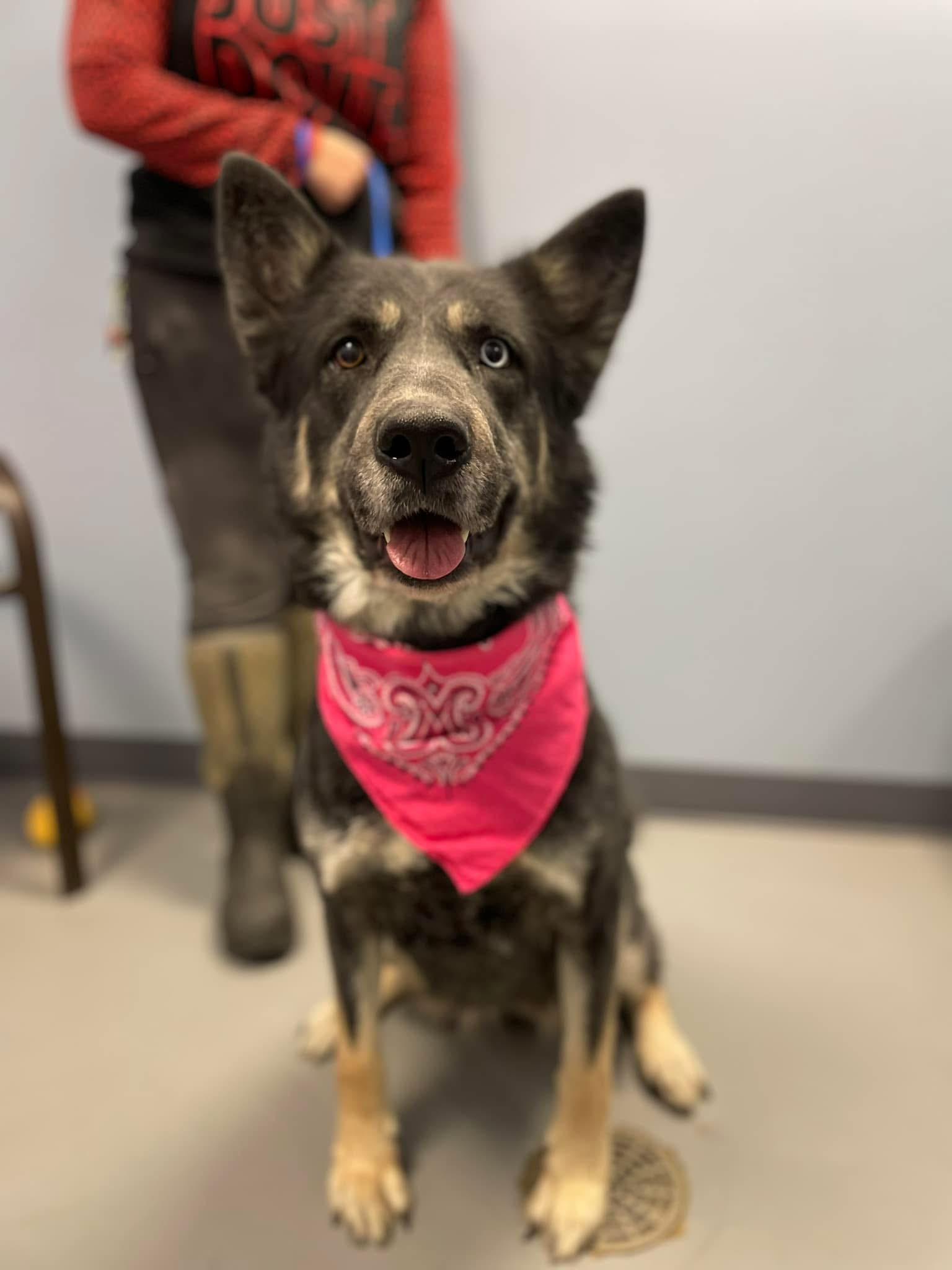 Amirah, an adopted mixed breed in Zanesville, OH image 2/2