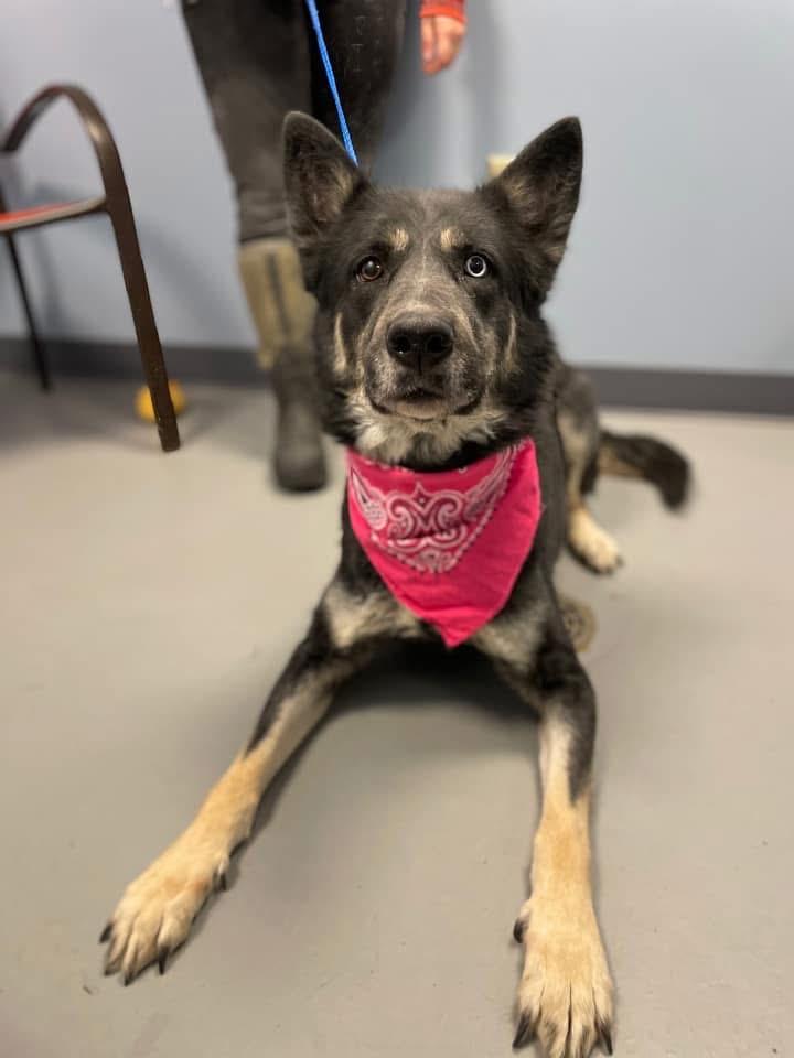 Amirah, adopted, Adult Female Shepherd & Husky.