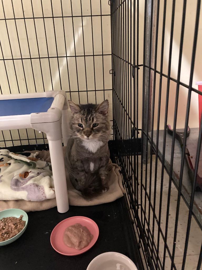 Enlarge Spunky, a Adoptable Maine Coon in Meriden, CT image 5/6