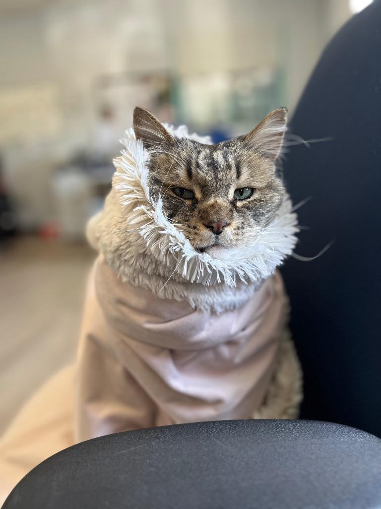 Enlarge Spunky, a Adoptable Maine Coon in Meriden, CT image 6/6