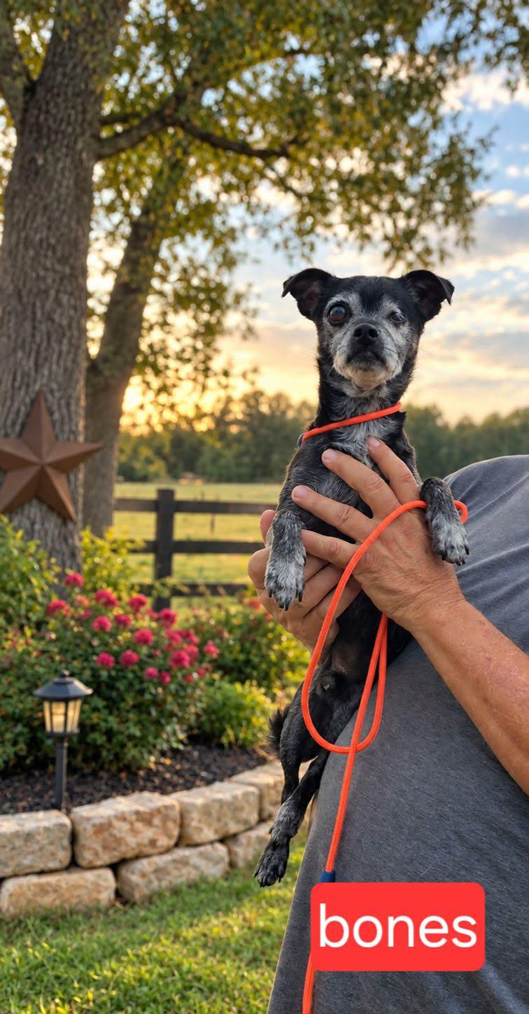 Bones, adopted, Adult Male Chihuahua.