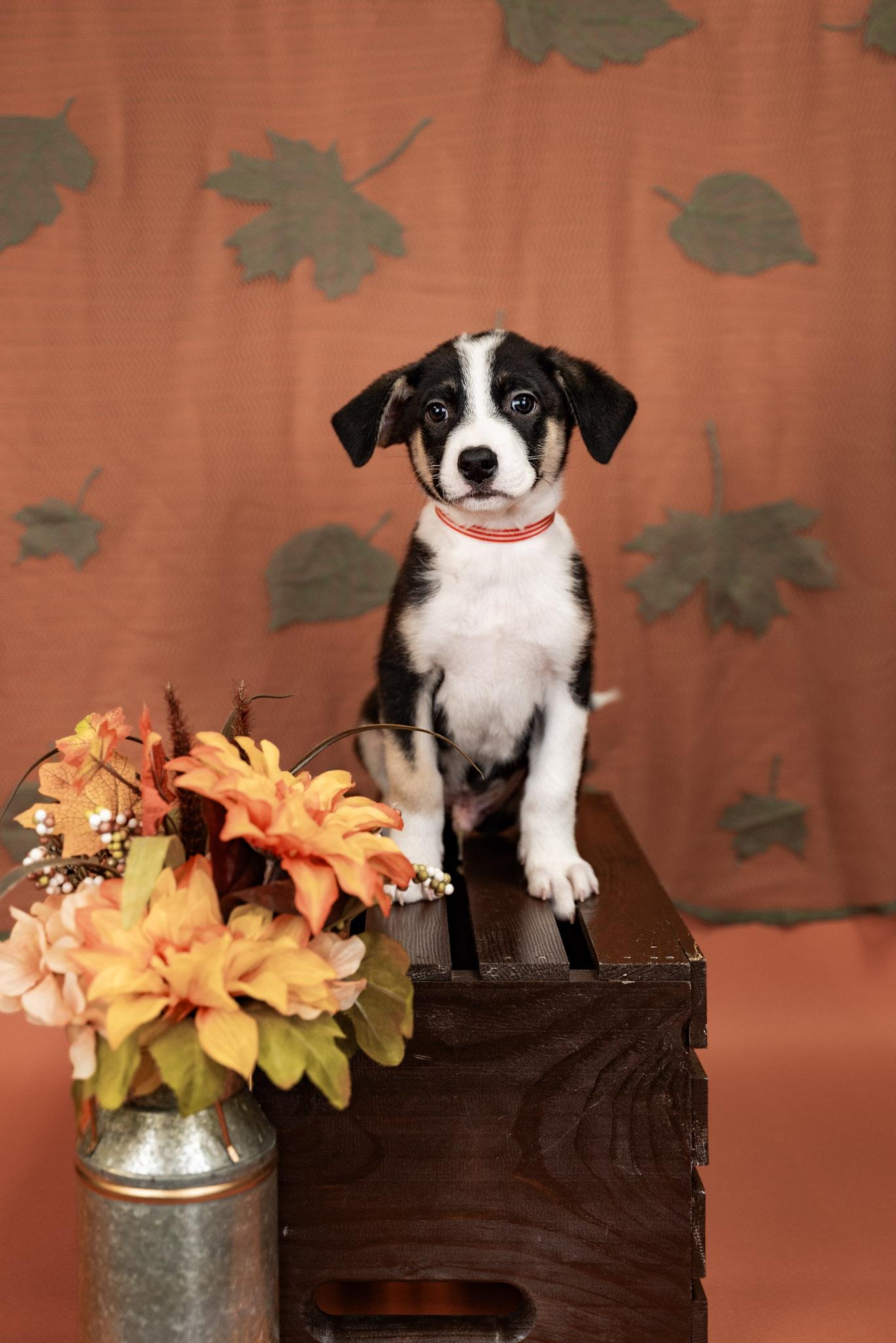 Enlarge 853-26, a Adoptable mixed breed in Brighton, CO image 1/1