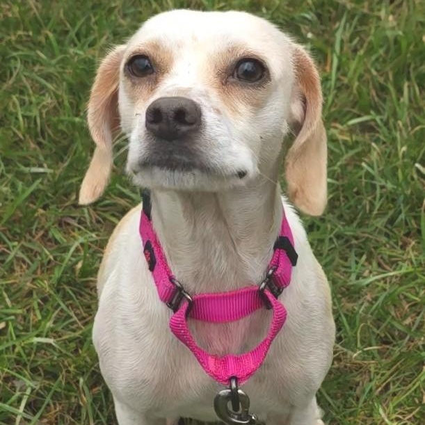 Umami, adopted, Adult Female Beagle.