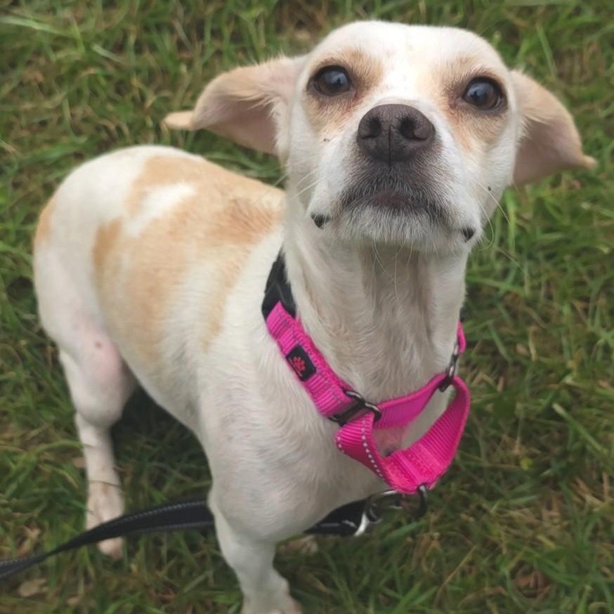 Enlarge Umami, an adopted mixed breed in Shepherdsville, KY image 2/2