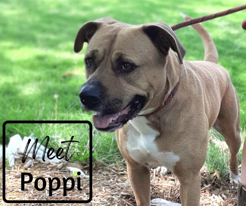 Poppi, Adult Male American Staffordshire Terrier
