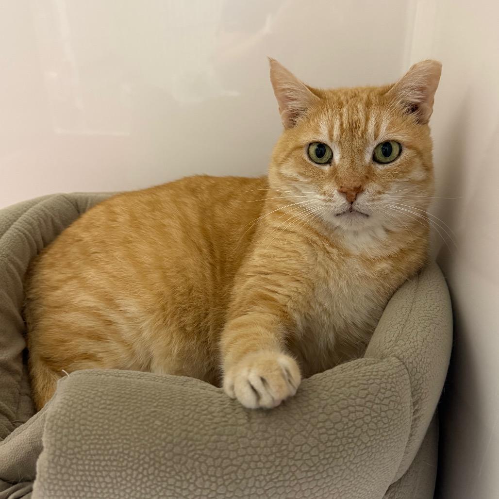 Enlarge Beni Marmalade, a Adoptable Domestic Short Hair in Ponte Vedra Beach, FL image 1/1