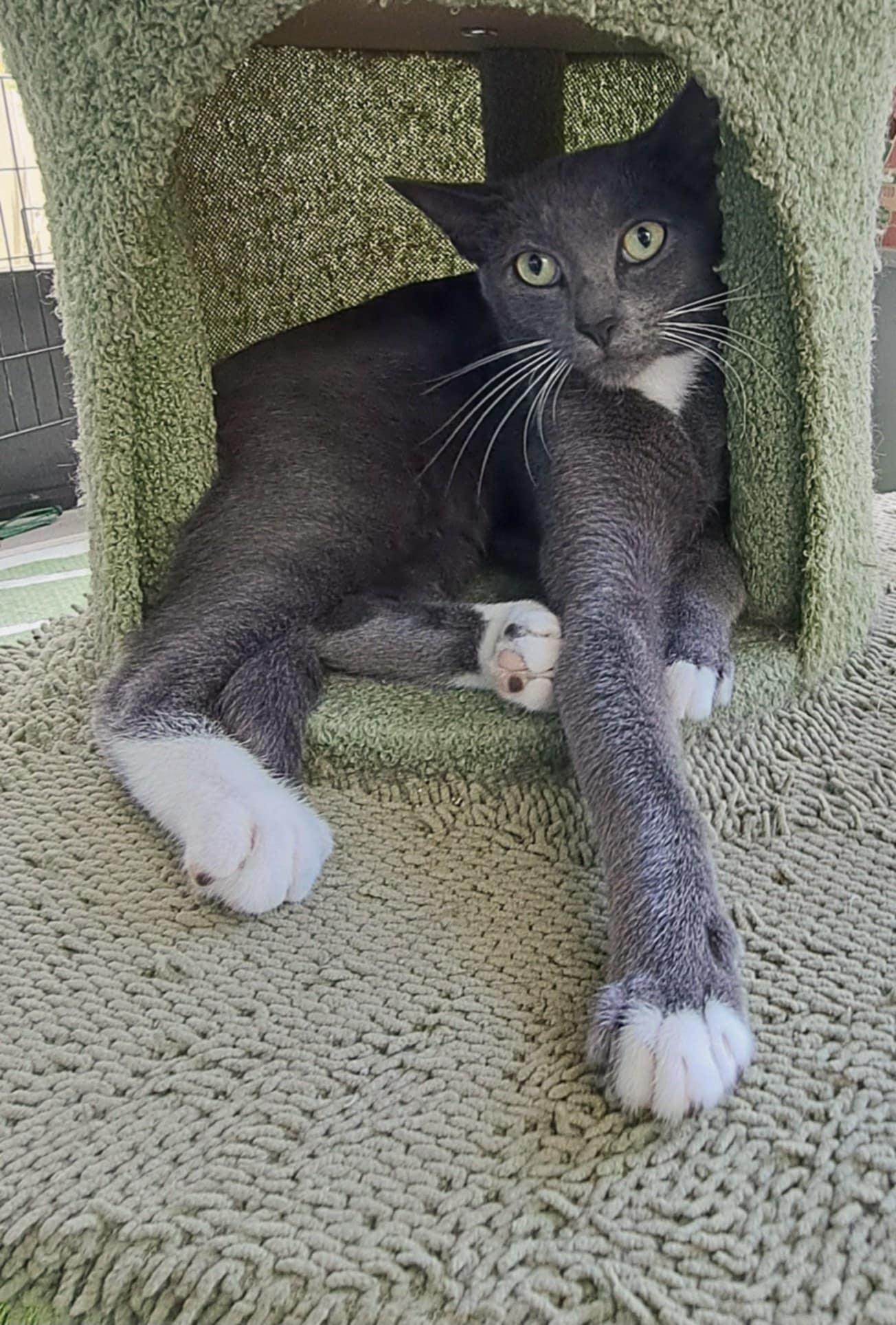 Zappa =^.^=