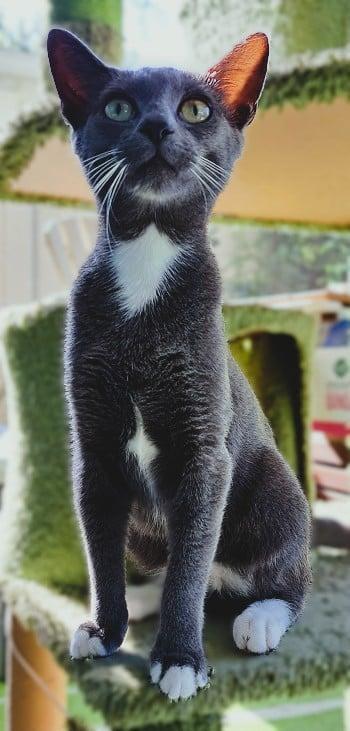Zappa =^.^=