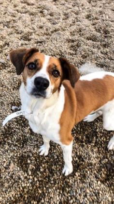Miley, Adoptable, Adult Female Mixed Breed & Mixed Breed.