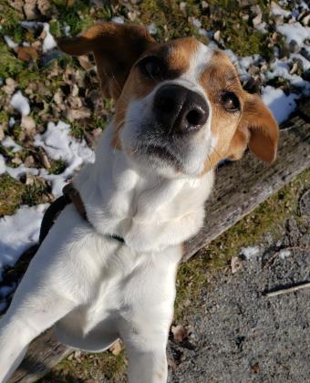 Miley, a Adoptable mixed breed in Munster, IN image 2/3