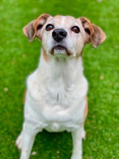 Miley, a Adoptable mixed breed in Munster, IN image 3/3