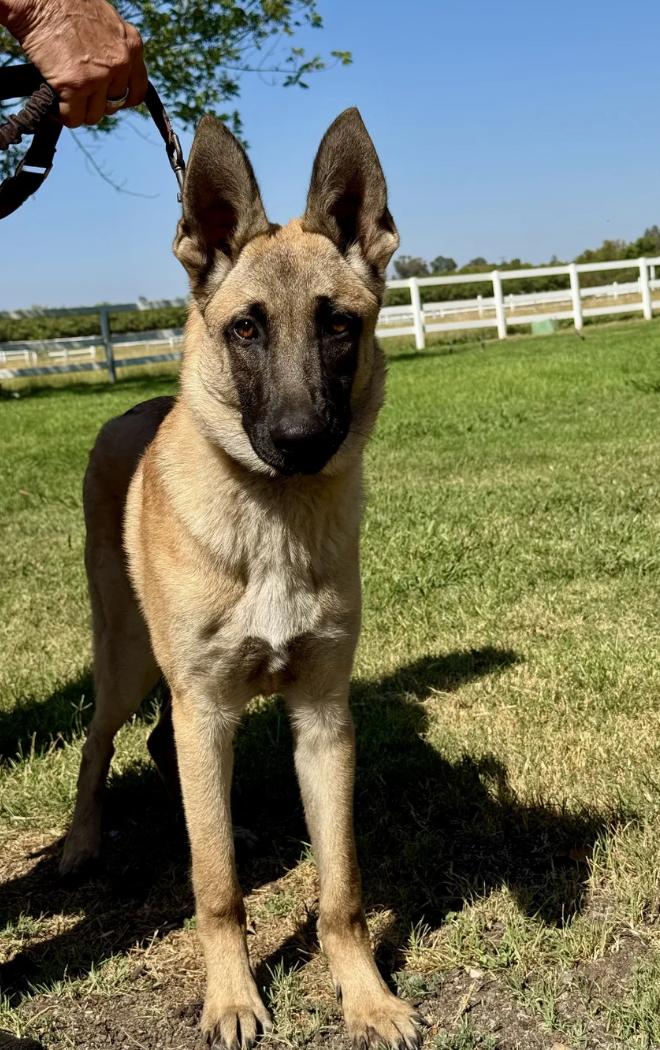 Enlarge Winnie and Winston, a Adoptable Belgian Shepherd / Malinois in Davis, CA image 5/5