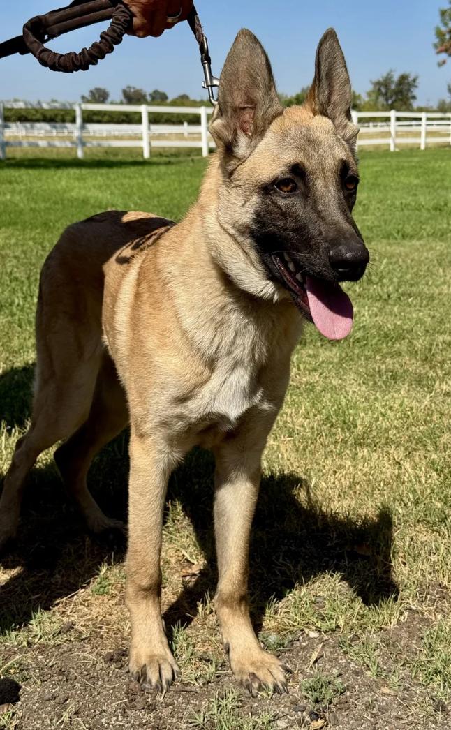 Enlarge Winnie and Winston, a Adoptable Belgian Shepherd / Malinois in Davis, CA image 3/5