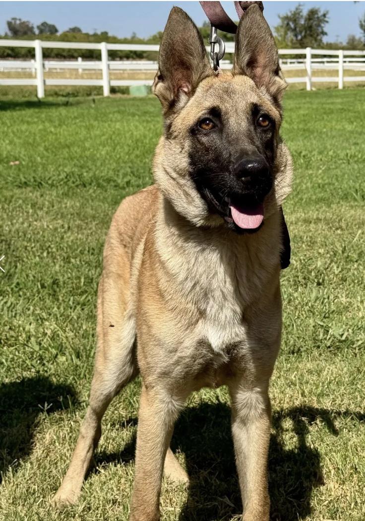 Winnie and Winston, Adoptable, Young Female Belgian Shepherd / Malinois.