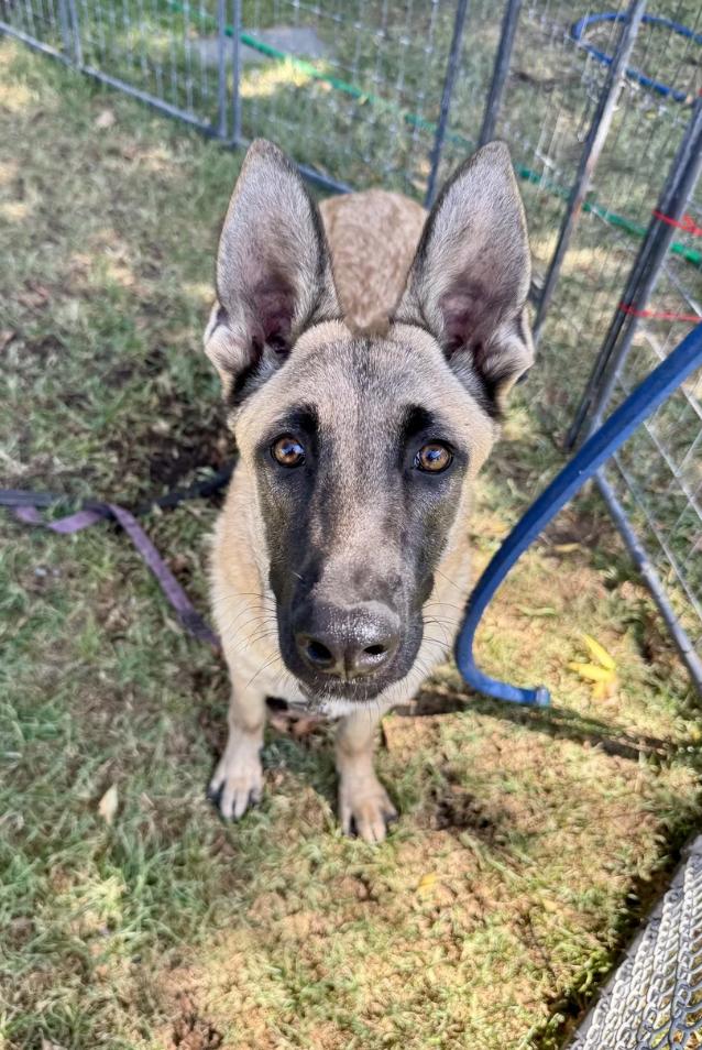 Enlarge Winnie and Winston, a Adoptable Belgian Shepherd / Malinois in Davis, CA image 2/5