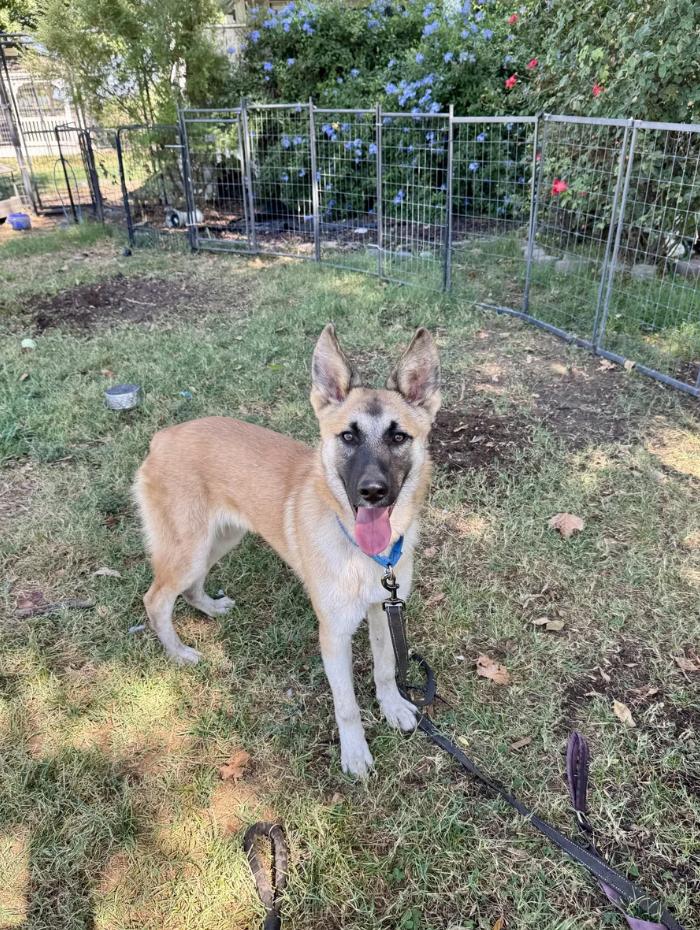 Enlarge Winnie and Winston, a Adoptable Belgian Shepherd / Malinois in Davis, CA image 4/5