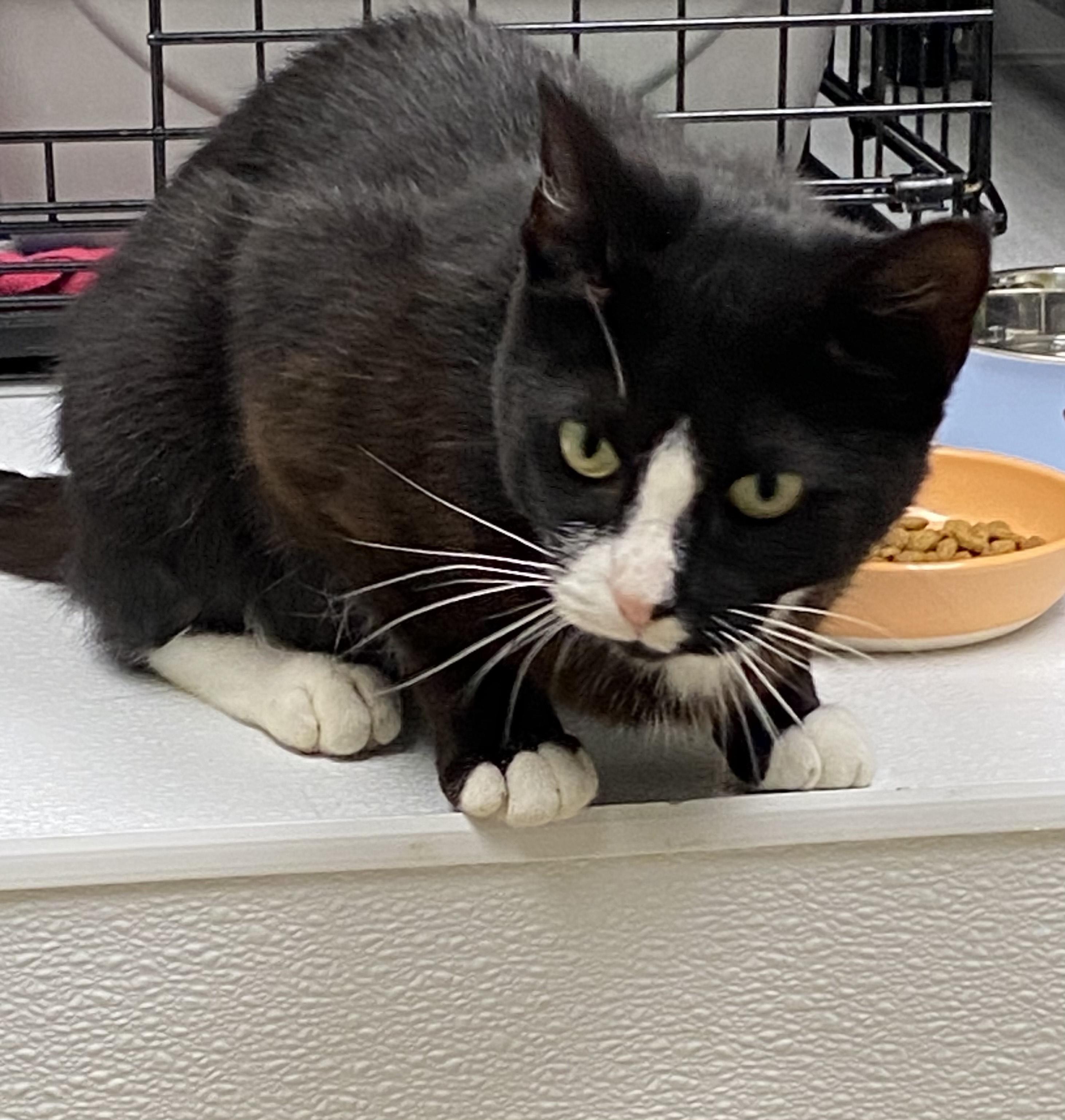 Enlarge Lucille, a Adopted Domestic Short Hair in Cape May, NJ image 1/1