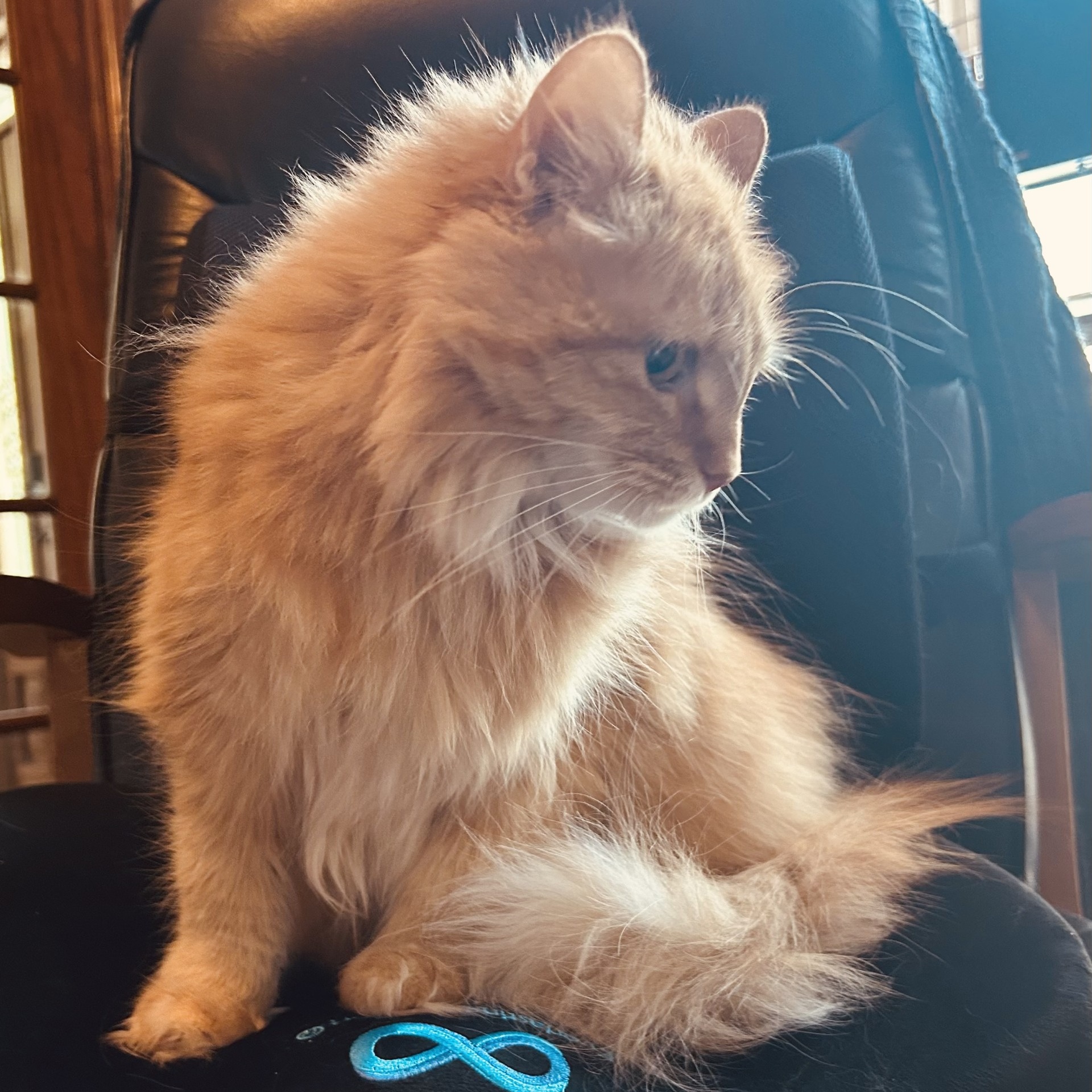 Sassy, a Adopted Domestic Long Hair in Springdale, AR image 1/2