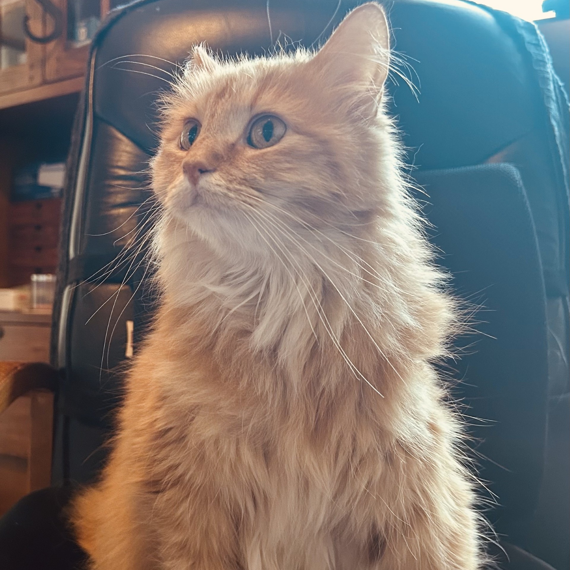 Sassy, a Adopted Domestic Long Hair in Springdale, AR image 2/2