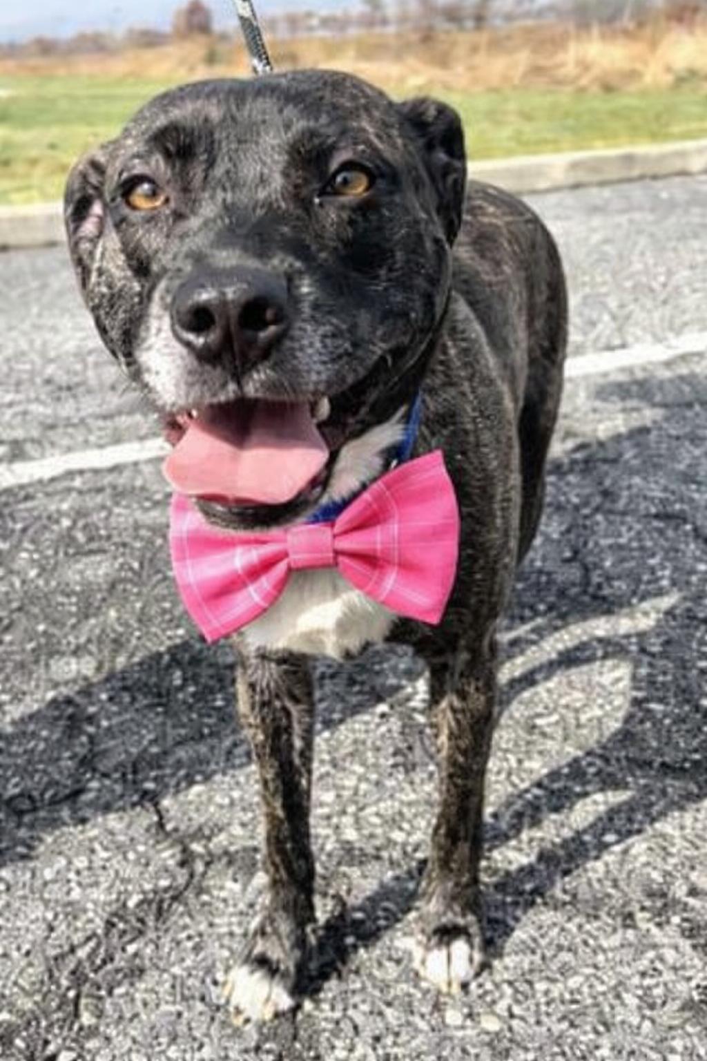 Enlarge Paisley, a Adoptable Labrador Retriever in Mount Laurel, NJ image 1/3