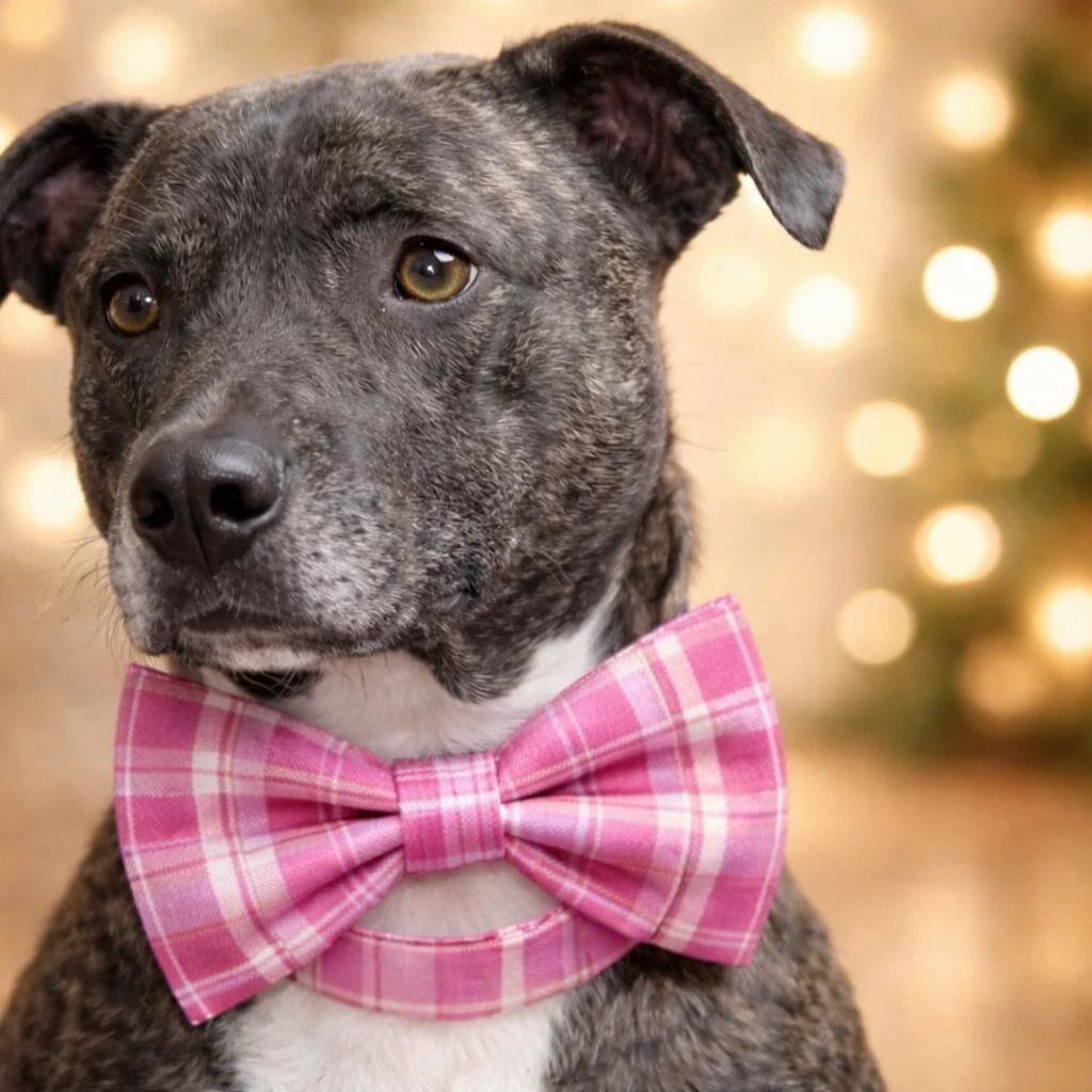 Enlarge Paisley, a Adoptable Labrador Retriever in Mount Laurel, NJ image 2/3