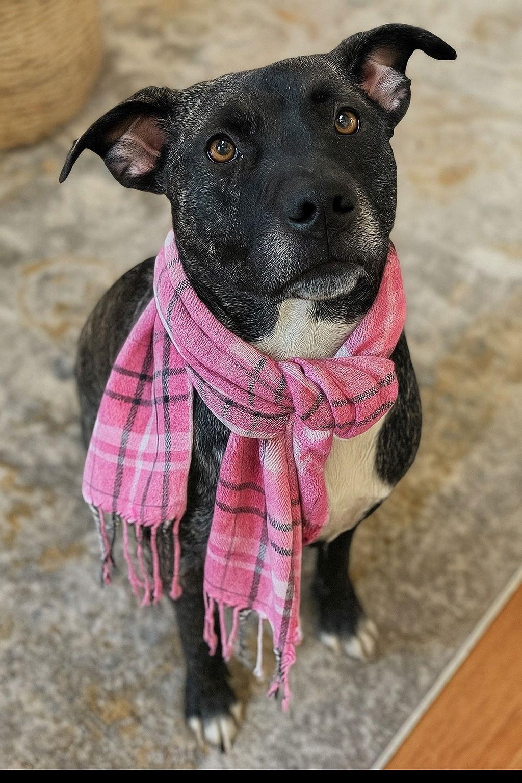 Enlarge Paisley, a Adoptable Labrador Retriever in Mount Laurel, NJ image 3/3