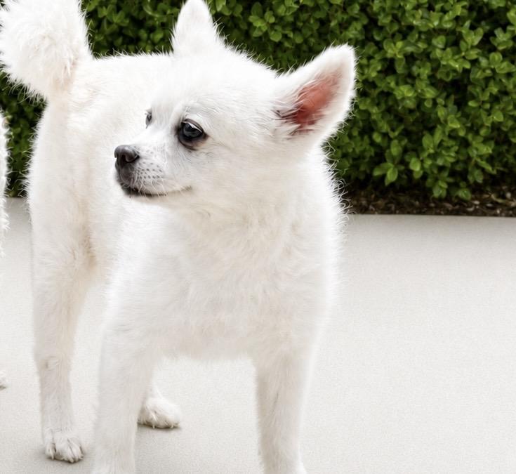 Enlarge Bear, a ADOPTABLE mixed breed in Rancho Palos Verdes, CA image 1/6