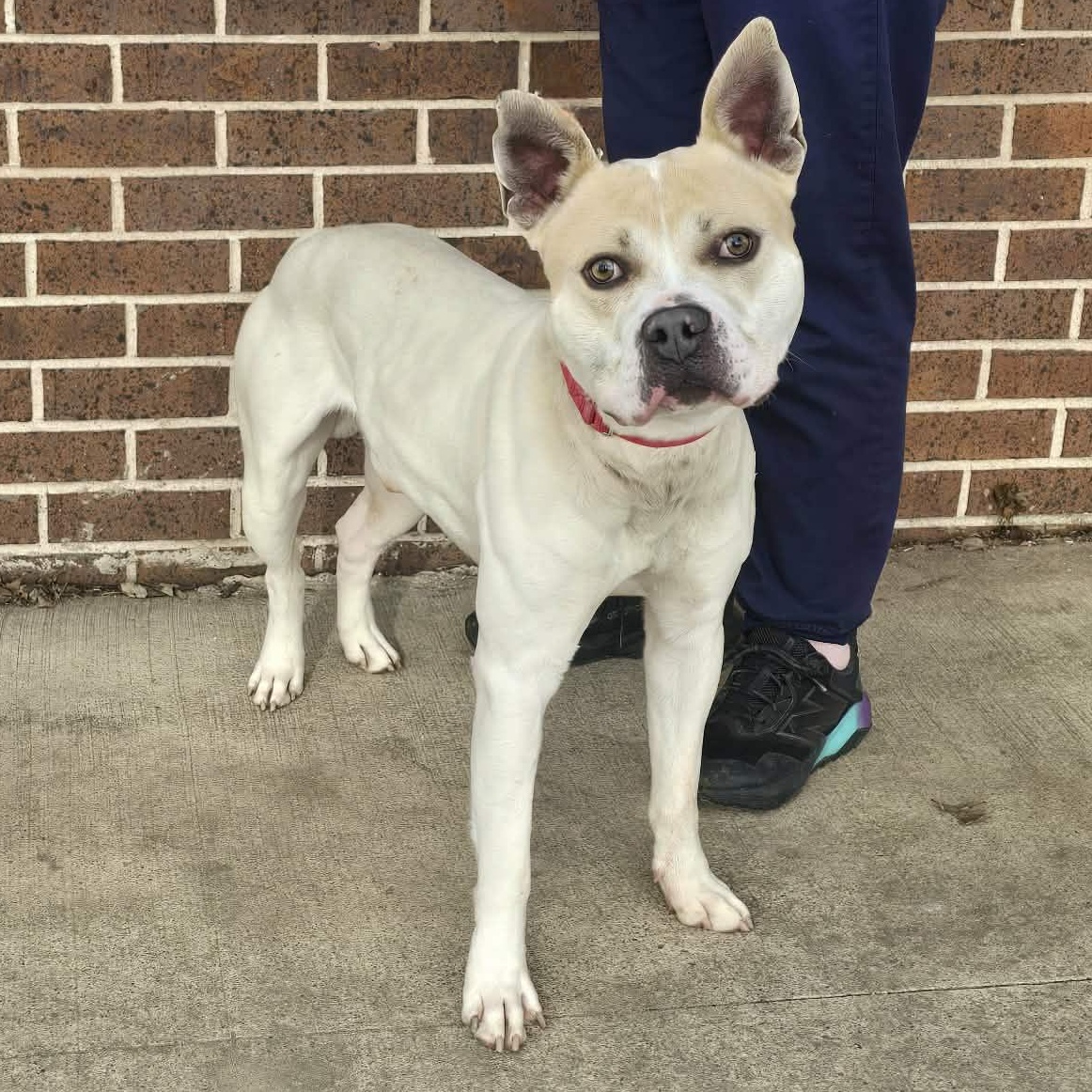 Sam, a ADOPTABLE mixed breed in Waterloo, IA image 3/3