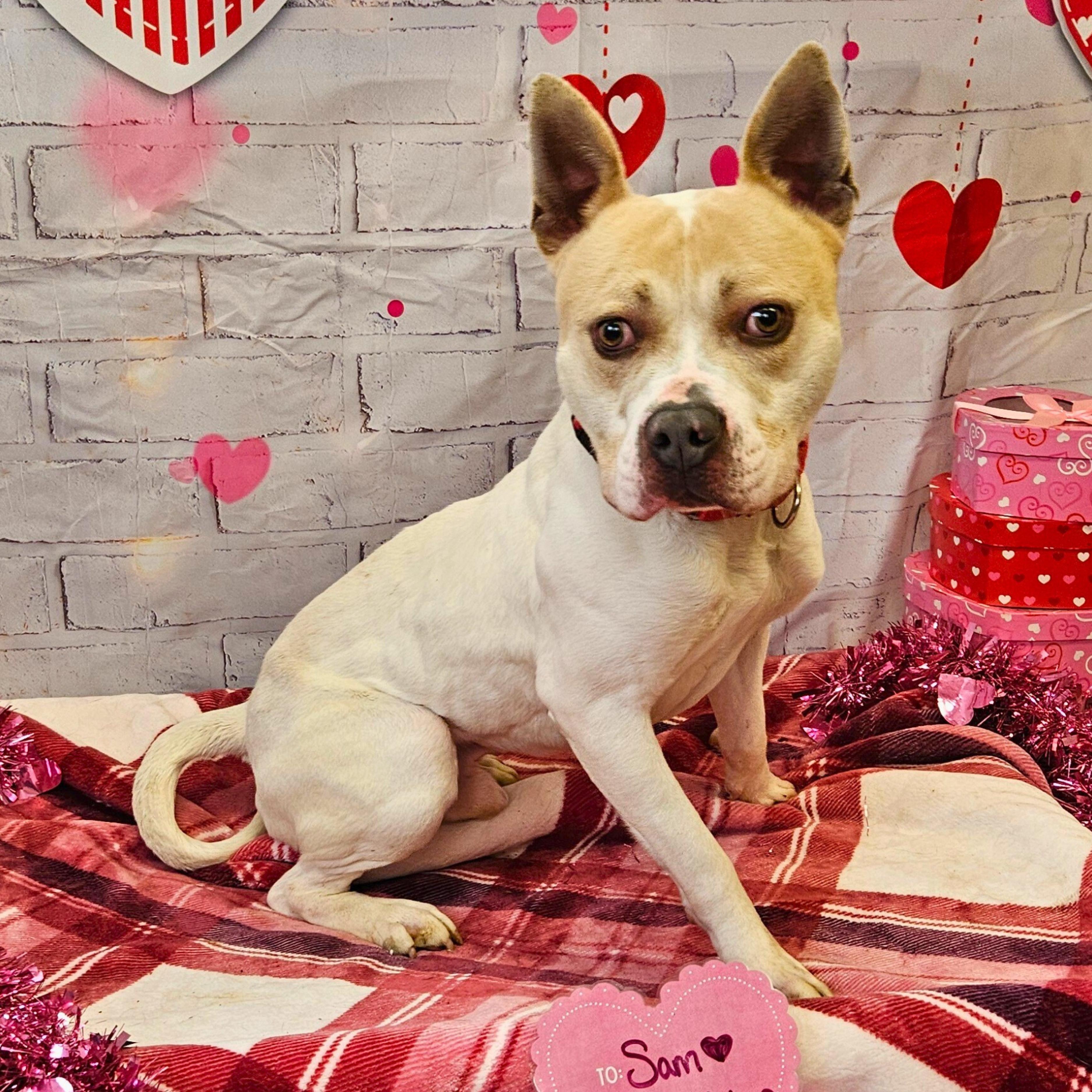 Sam, a ADOPTABLE mixed breed in Waterloo, IA image 2/3