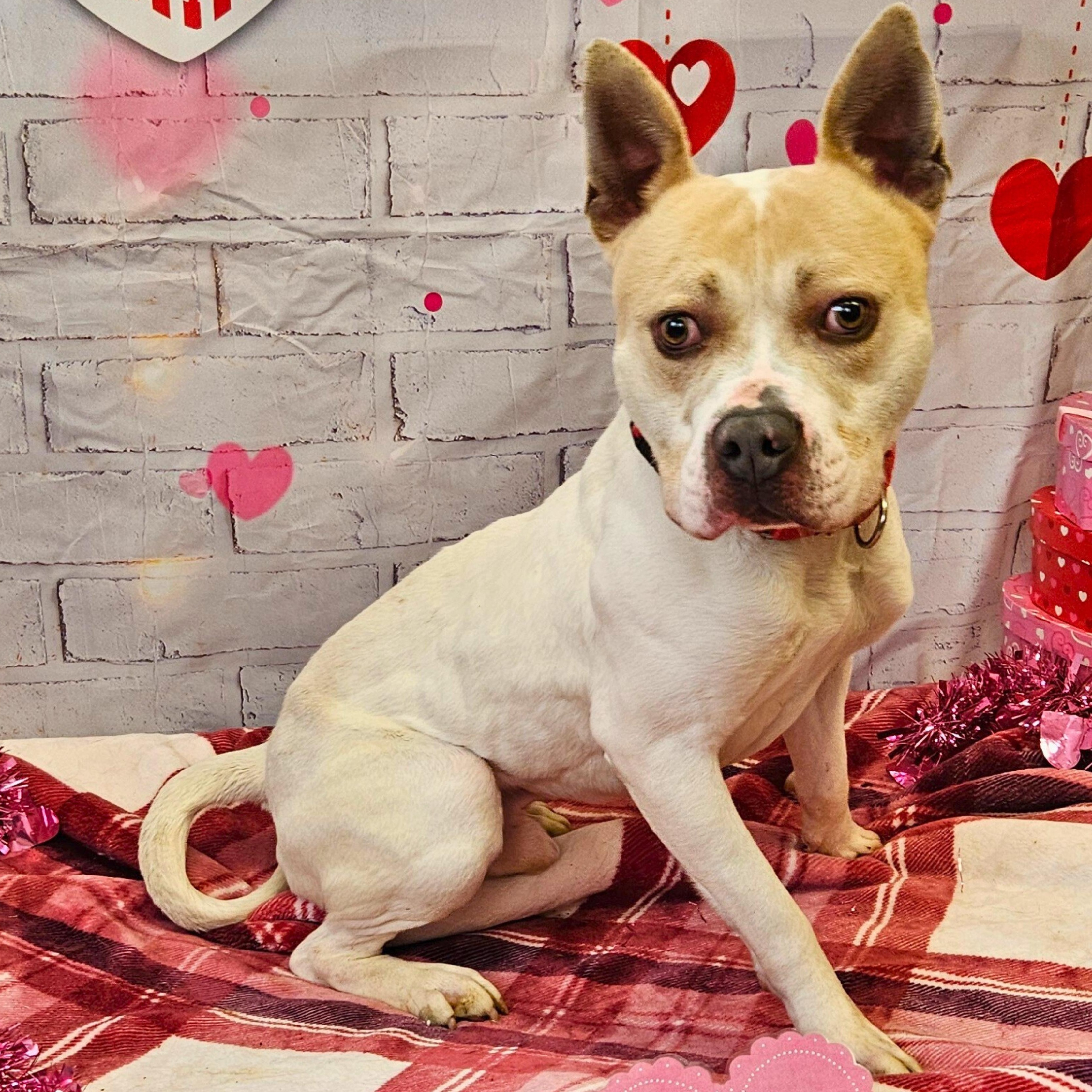 Sam, a ADOPTABLE mixed breed in Waterloo, IA image 2/3