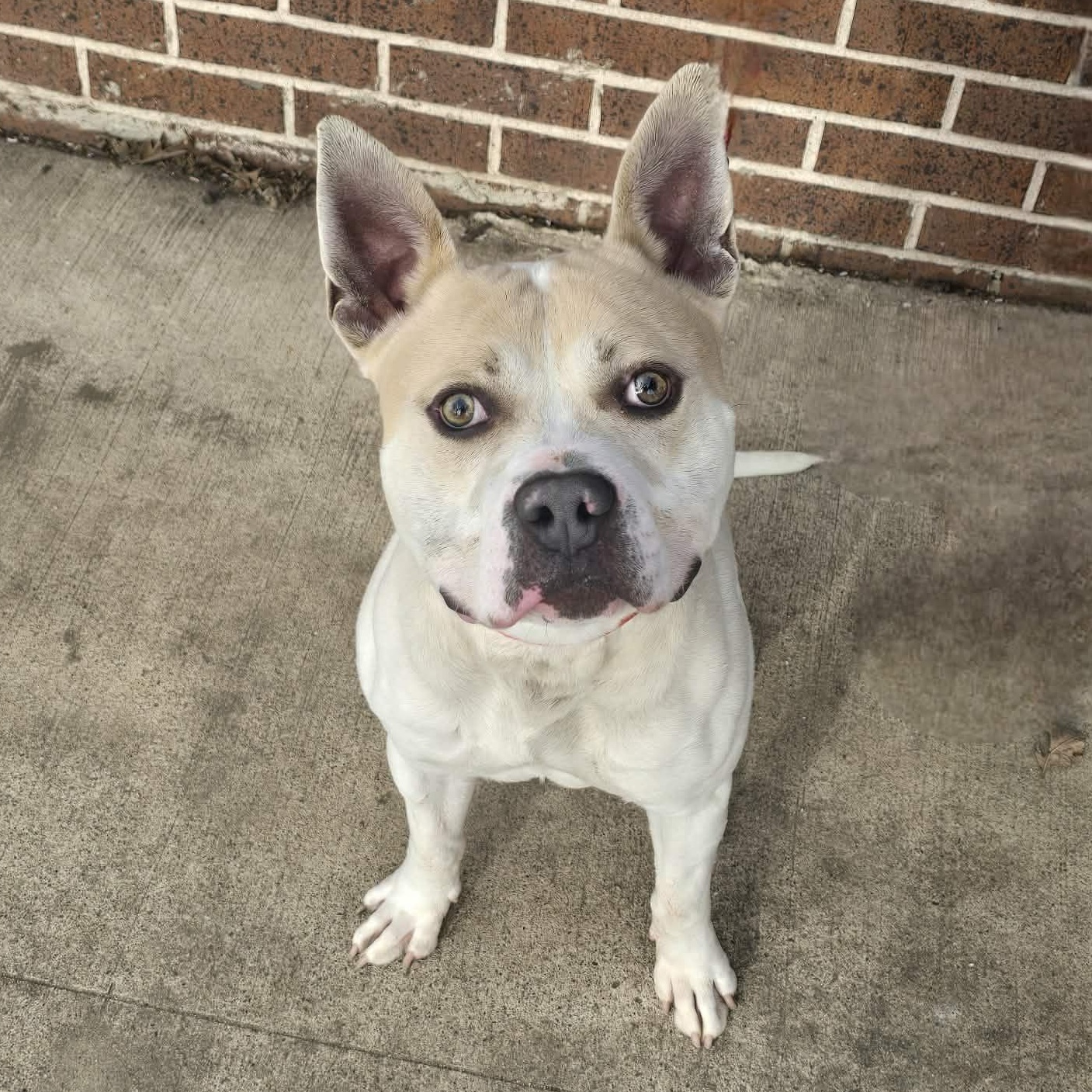 Sam, ADOPTABLE, Adult Male American Bully.