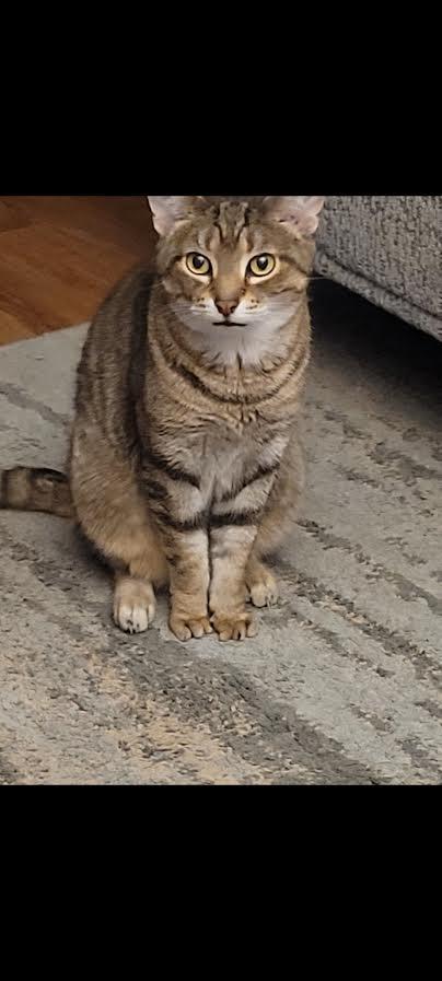 Ariel, Adoptable, Senior Female Domestic Short Hair.