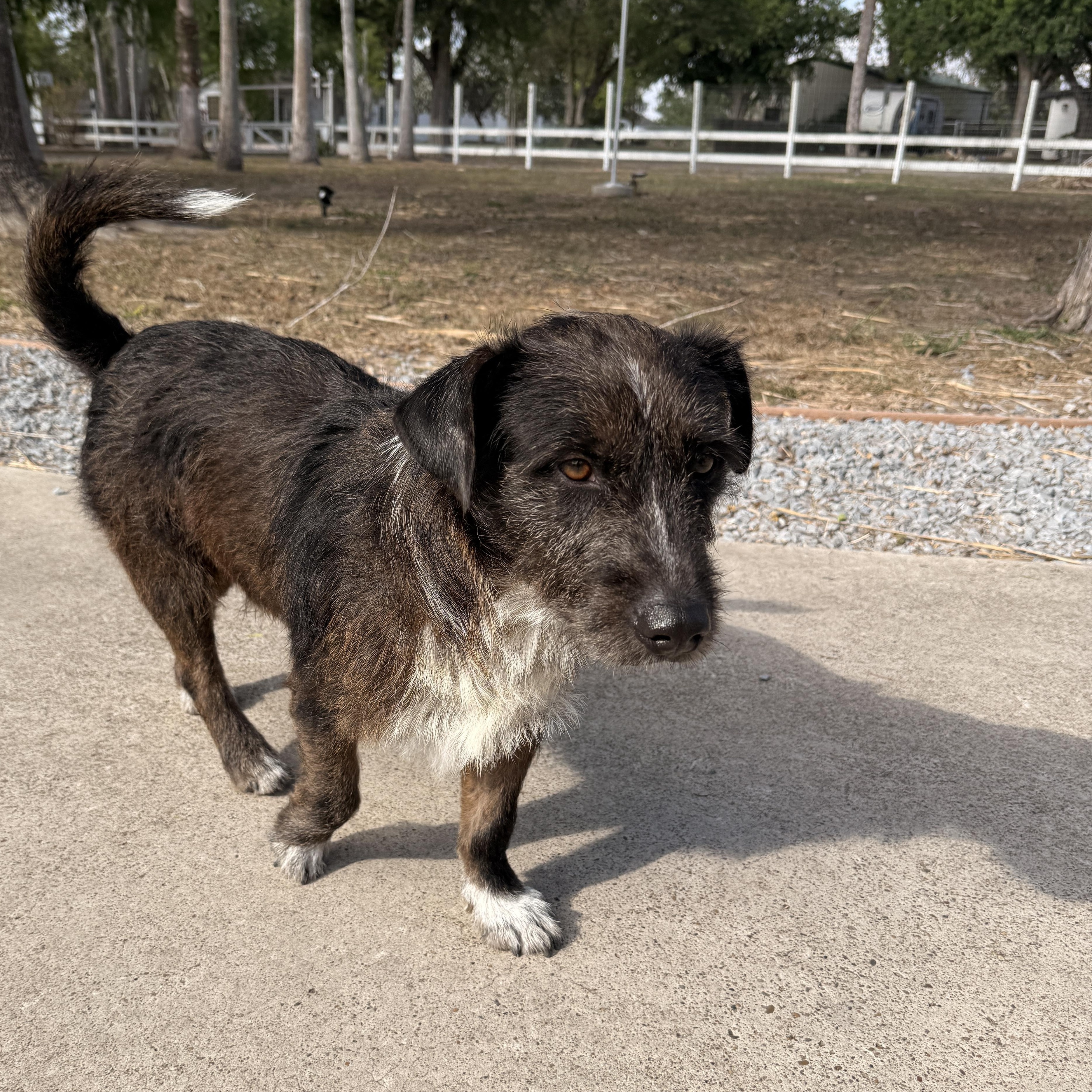 Enlarge Buddy, a Adoptable mixed breed in Benbrook, TX image 4/5