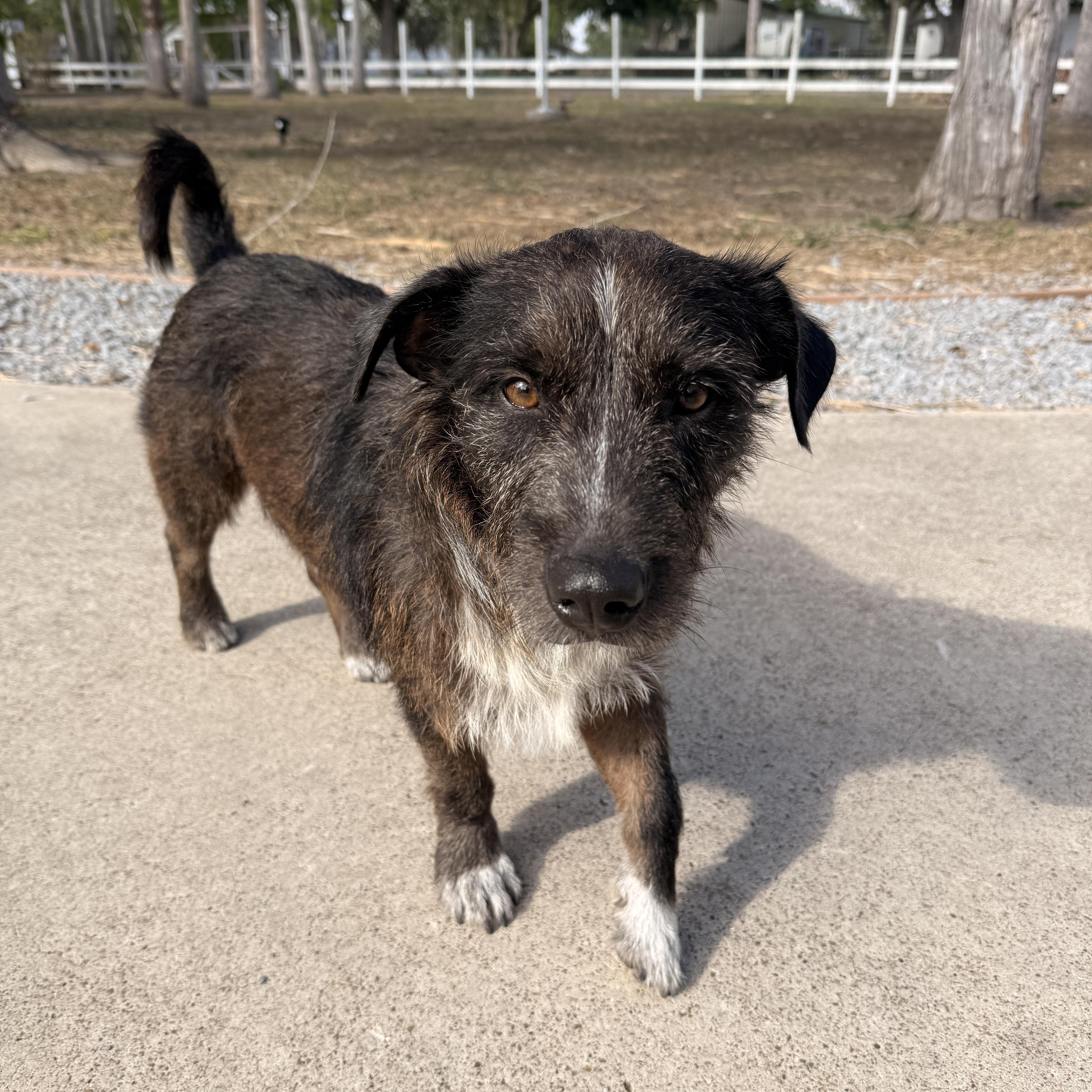 Enlarge Buddy, a Adoptable mixed breed in Benbrook, TX image 3/5
