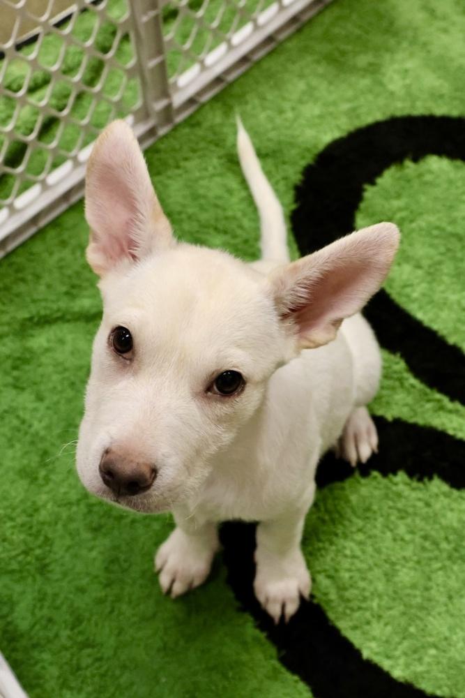 Madrid, Adopted, Puppy Female Mixed Breed.