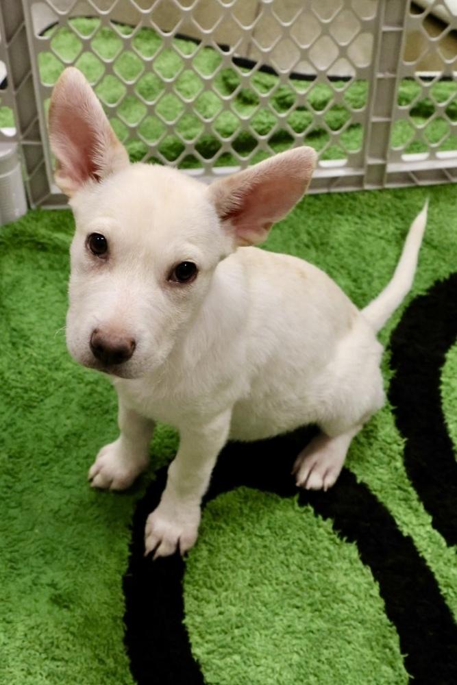 Enlarge Madrid, a Adopted mixed breed in TUCSON, AZ image 2/3