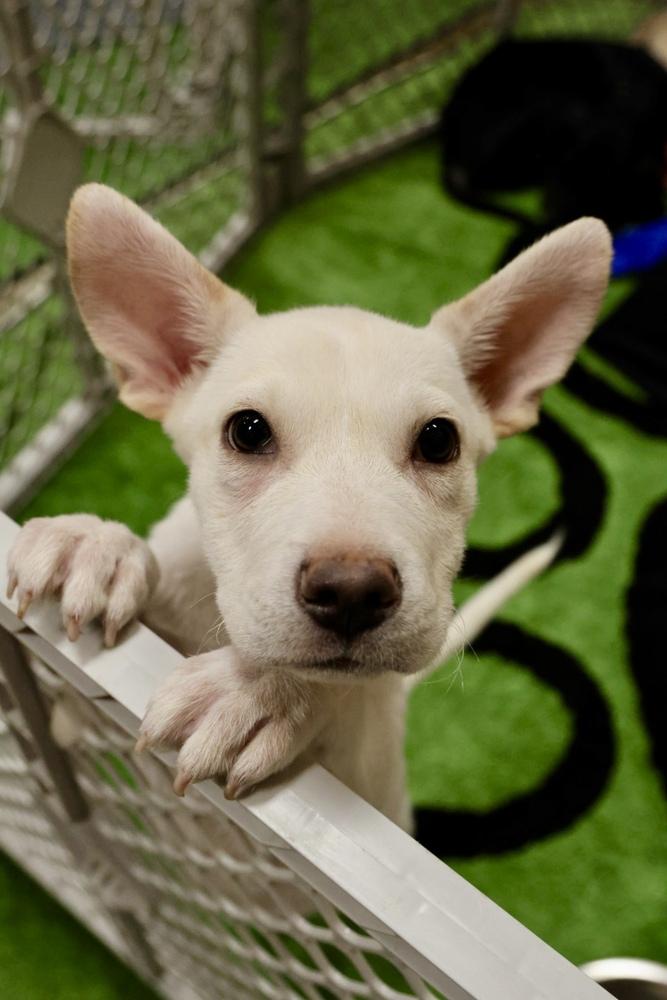 Enlarge Madrid, a Adopted mixed breed in TUCSON, AZ image 3/3