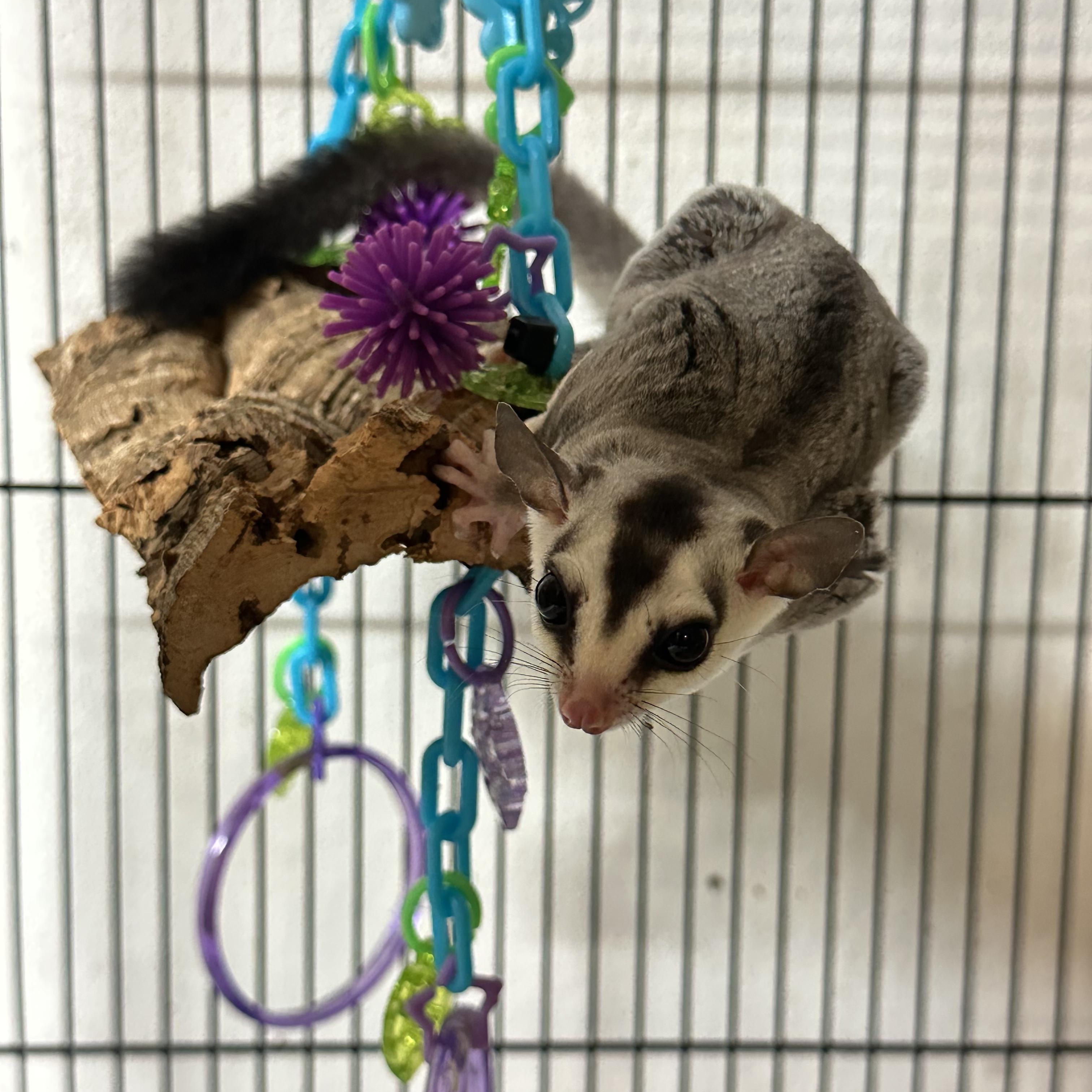 Babies, ADOPTABLE, Baby Female Sugar Glider.