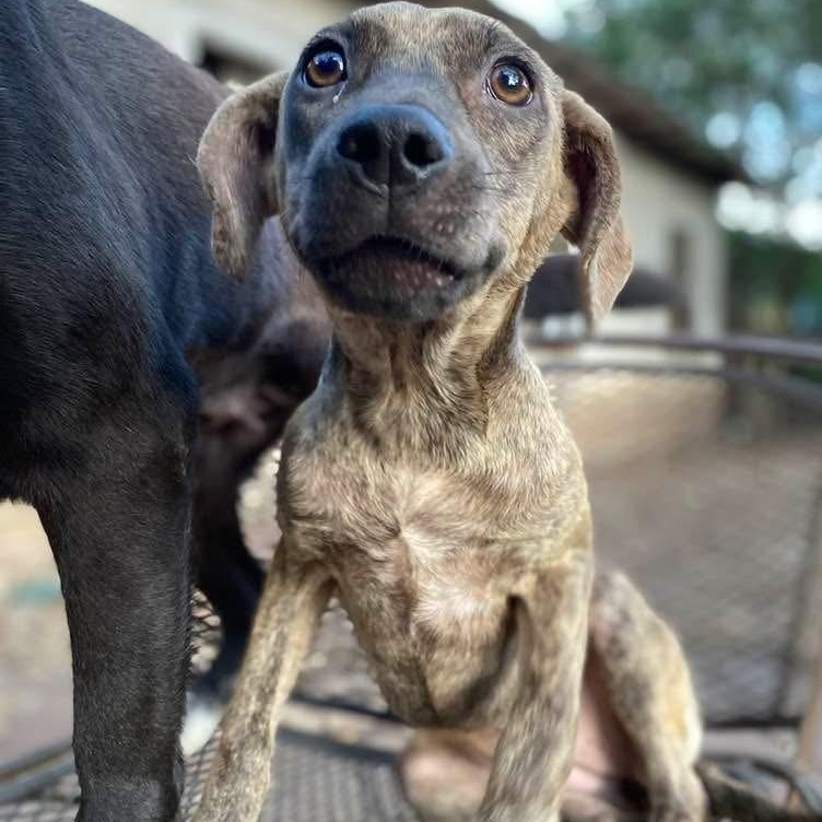 Enlarge Florence PC, an adopted mixed breed in Pittsburgh, PA image 1/3