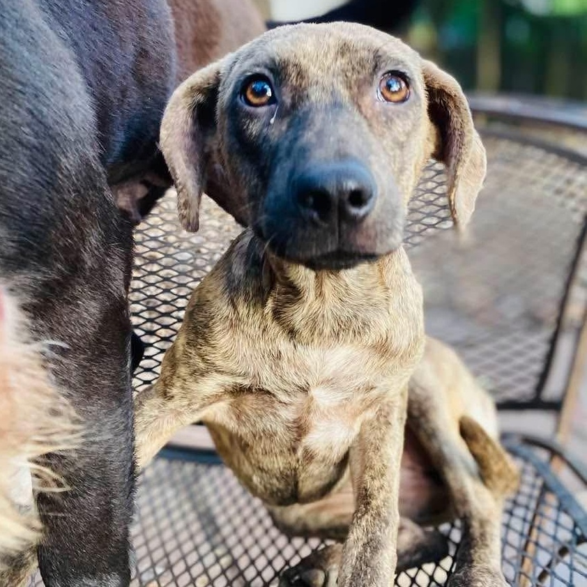 Enlarge Florence PC, an adopted mixed breed in Pittsburgh, PA image 2/3