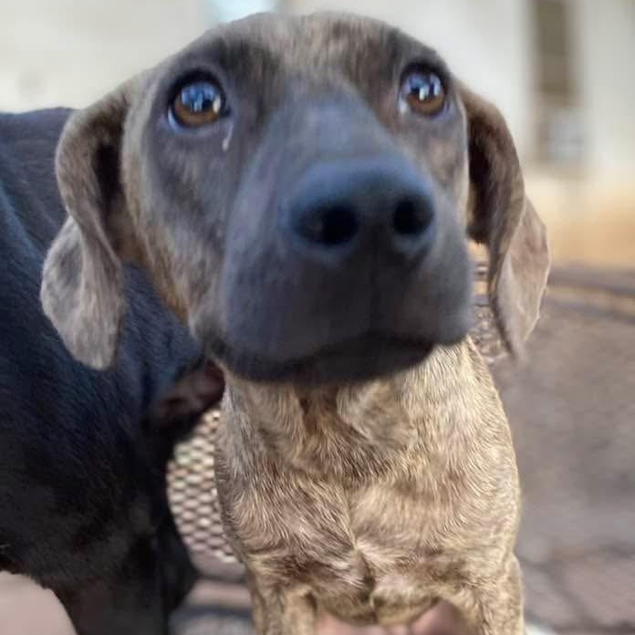 Enlarge Florence PC, an adopted mixed breed in Pittsburgh, PA image 3/3