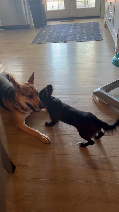 Enlarge Rad, a Adopted mixed breed in Jeffersonville, IN video 4/4