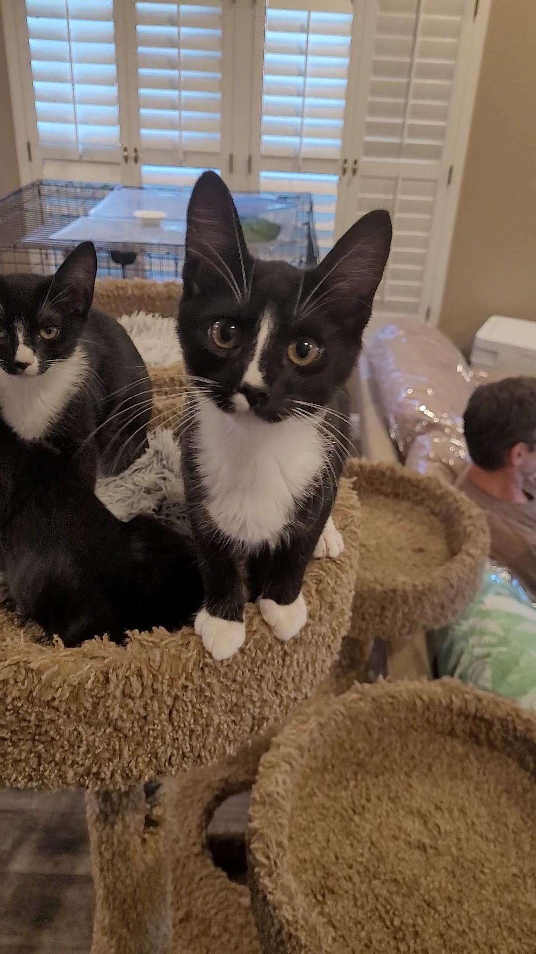 MINY, ADOPTABLE, Kitten Male Tuxedo & Domestic Short Hair.