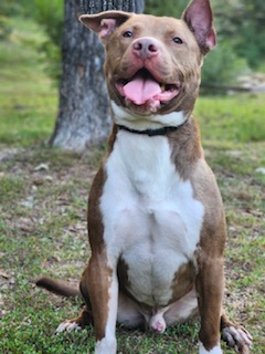 Peanut Butter, Adoptable, Adult Male Pit Bull Terrier.