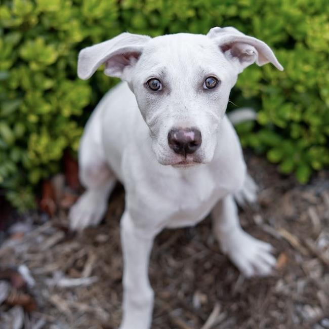 Arbor Pup - Spade, a Adoptable mixed breed in San Diego, CA image 2/3