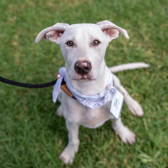Enlarge Arbor Pup - Spade, a Adoptable mixed breed in San Diego, CA image 3/3