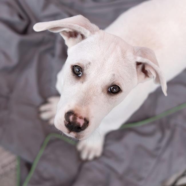 Arbor Pup - Spade - Adopted!, a Adoptable mixed breed in San Diego, CA image 2/3
